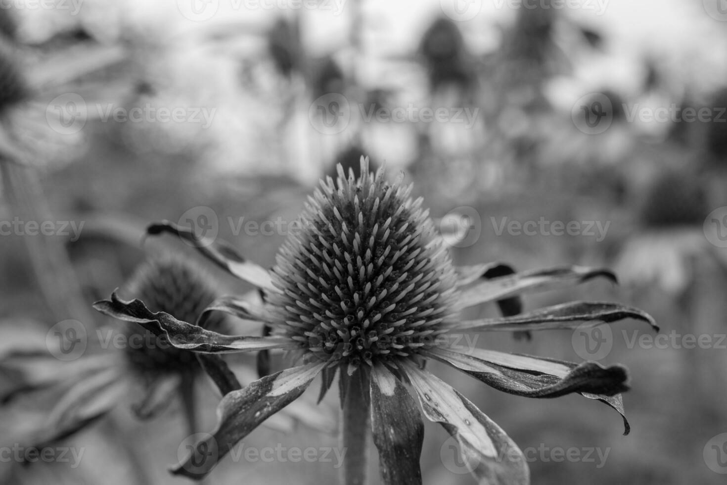 bloeiende bloem echinacea met bladeren foto