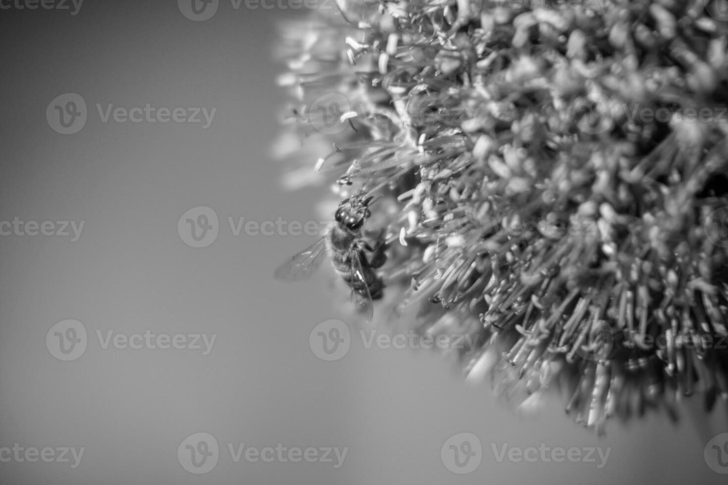 wild schoonheid bloem allium echinops distel met bij bloeiend in veld- foto