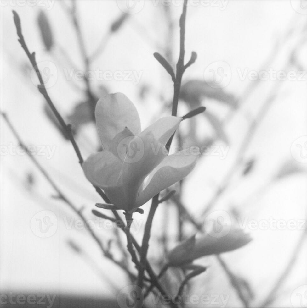 bloeiende bloemmagnolia met groene bladeren, levende natuurlijke natuur foto