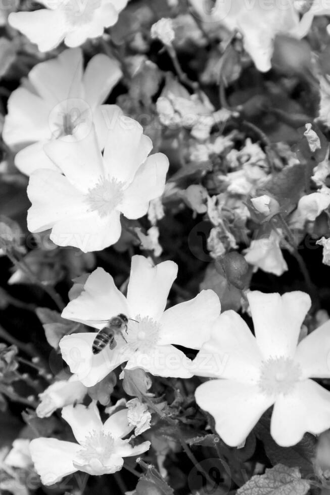 bloeiende bloem kamille met bladeren, levende natuurlijke natuur foto