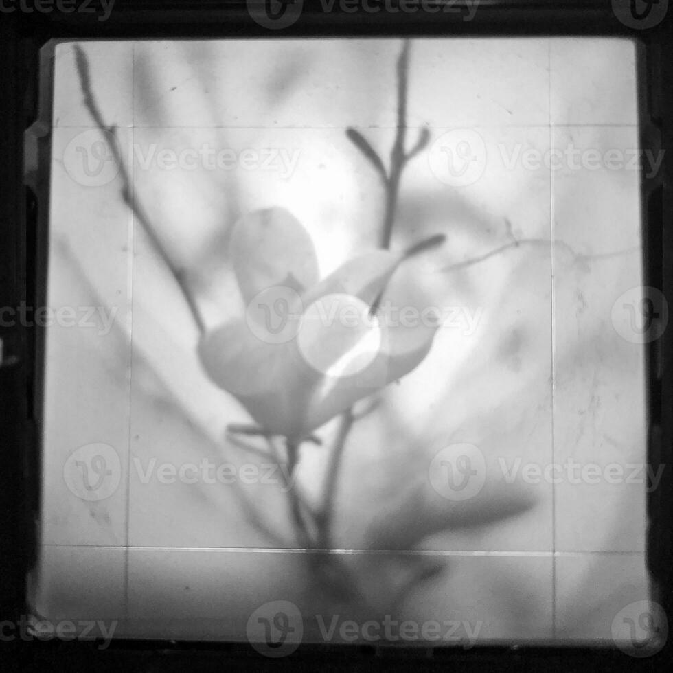 bloeiende bloemmagnolia met groene bladeren, levende natuurlijke natuur foto