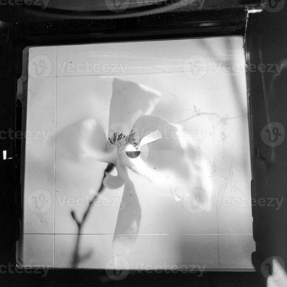 bloeiende bloemmagnolia met groene bladeren, levende natuurlijke natuur foto