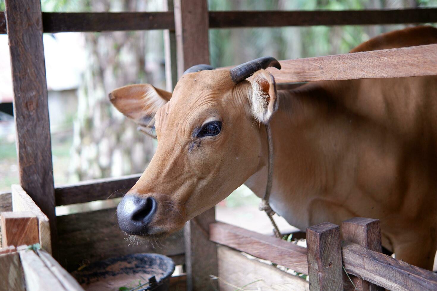 hoe veel vrouw Bali vee van Indonesië zijn in de pen foto