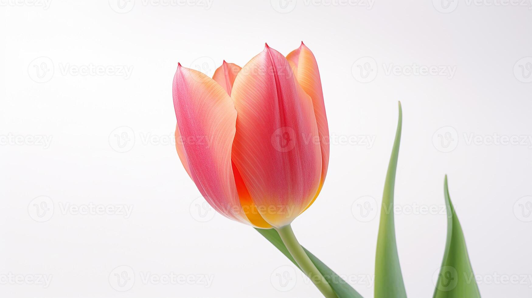 foto van mooi tulp bloem geïsoleerd Aan wit achtergrond. generatief ai