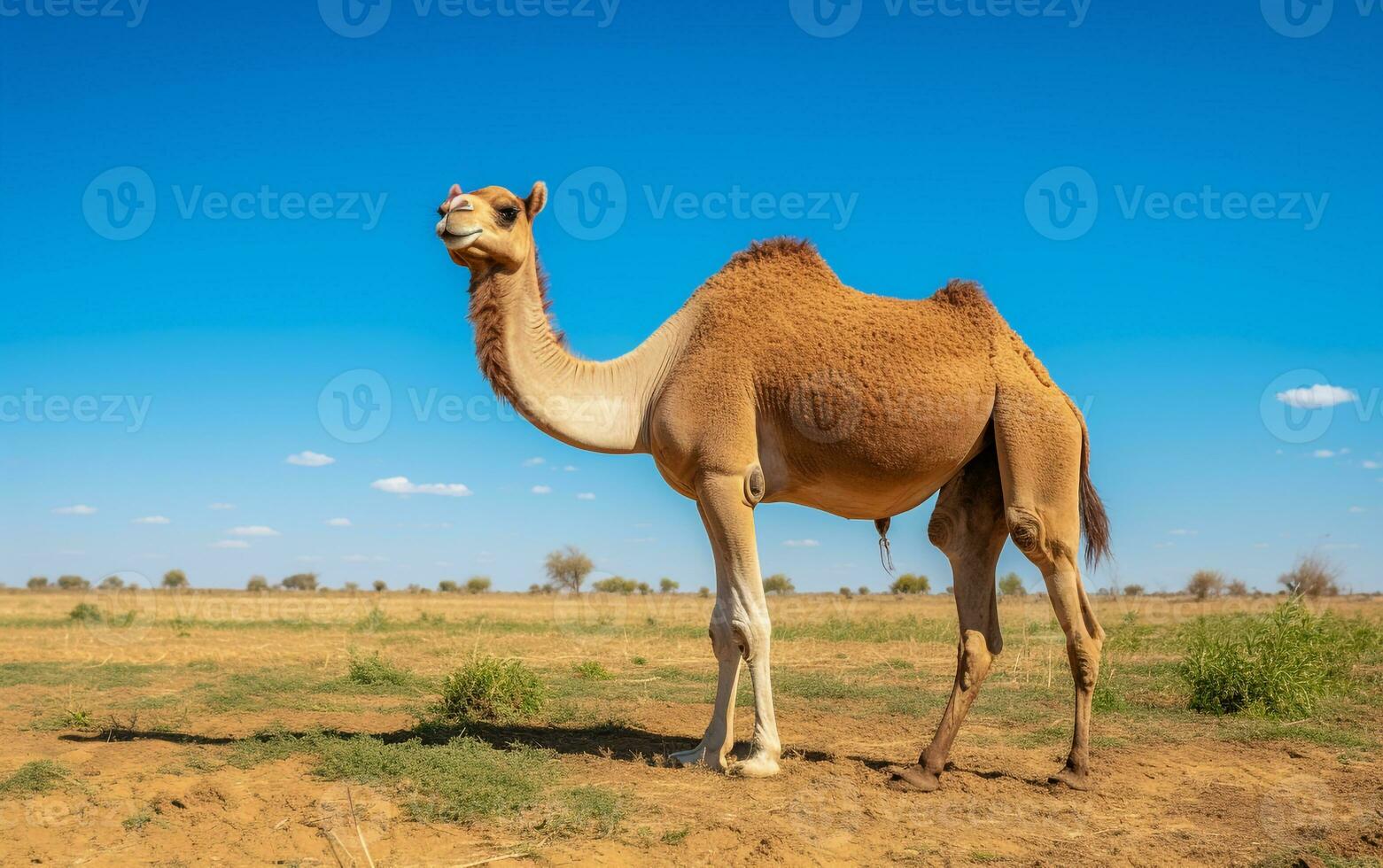 foto van een kameel in de landbouwgrond. generatief ai