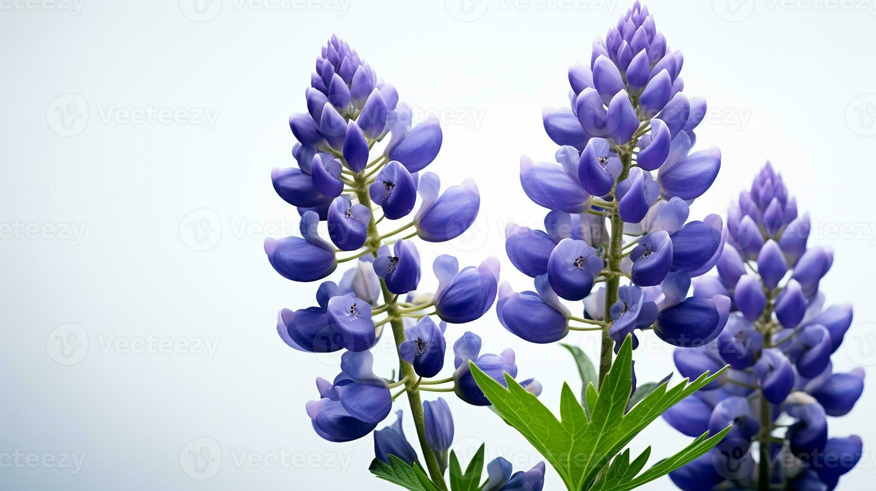 foto van mooi lupine bloem geïsoleerd Aan wit achtergrond. generatief ai