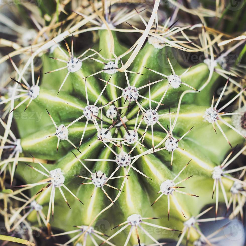 close-up van een kleine cactusplant, bovenaanzicht natuur achtergrond foto