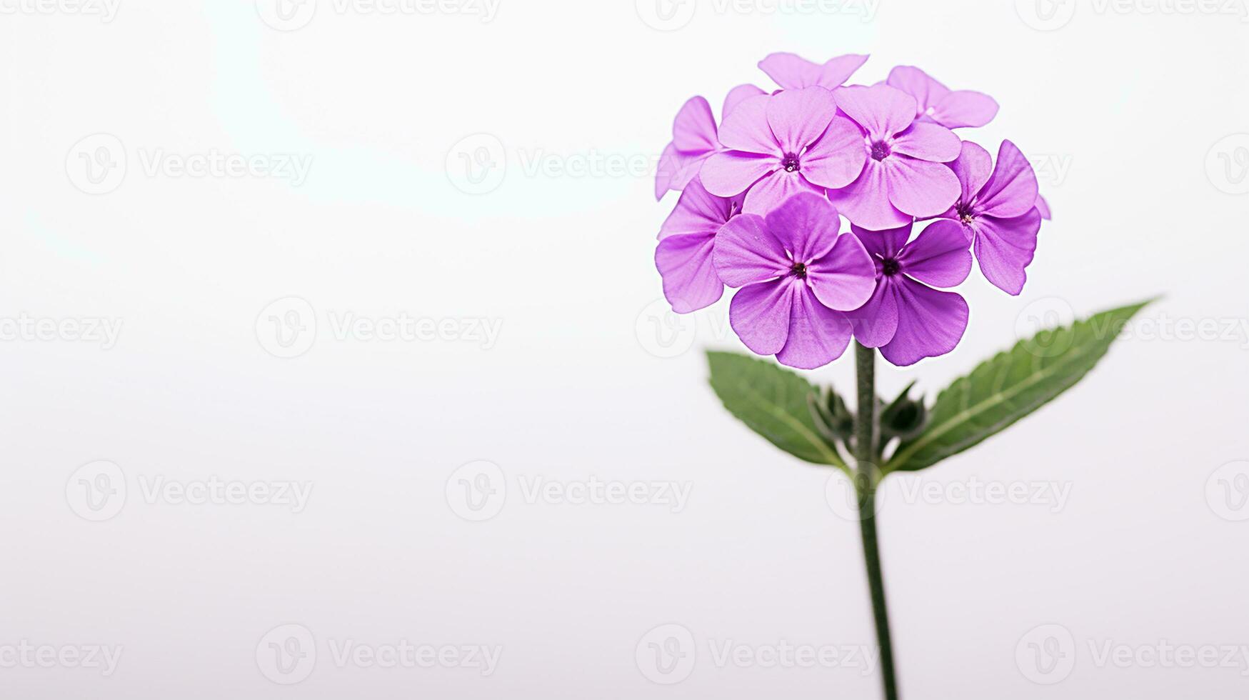 foto van mooi verbena bloem geïsoleerd Aan wit achtergrond. generatief ai