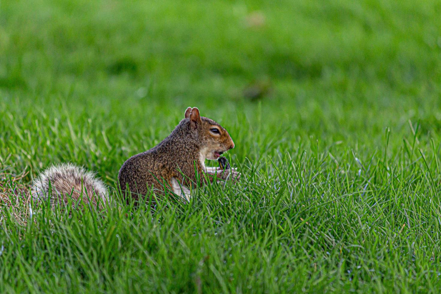 eekhoorns spelen in het park juli 2019 foto