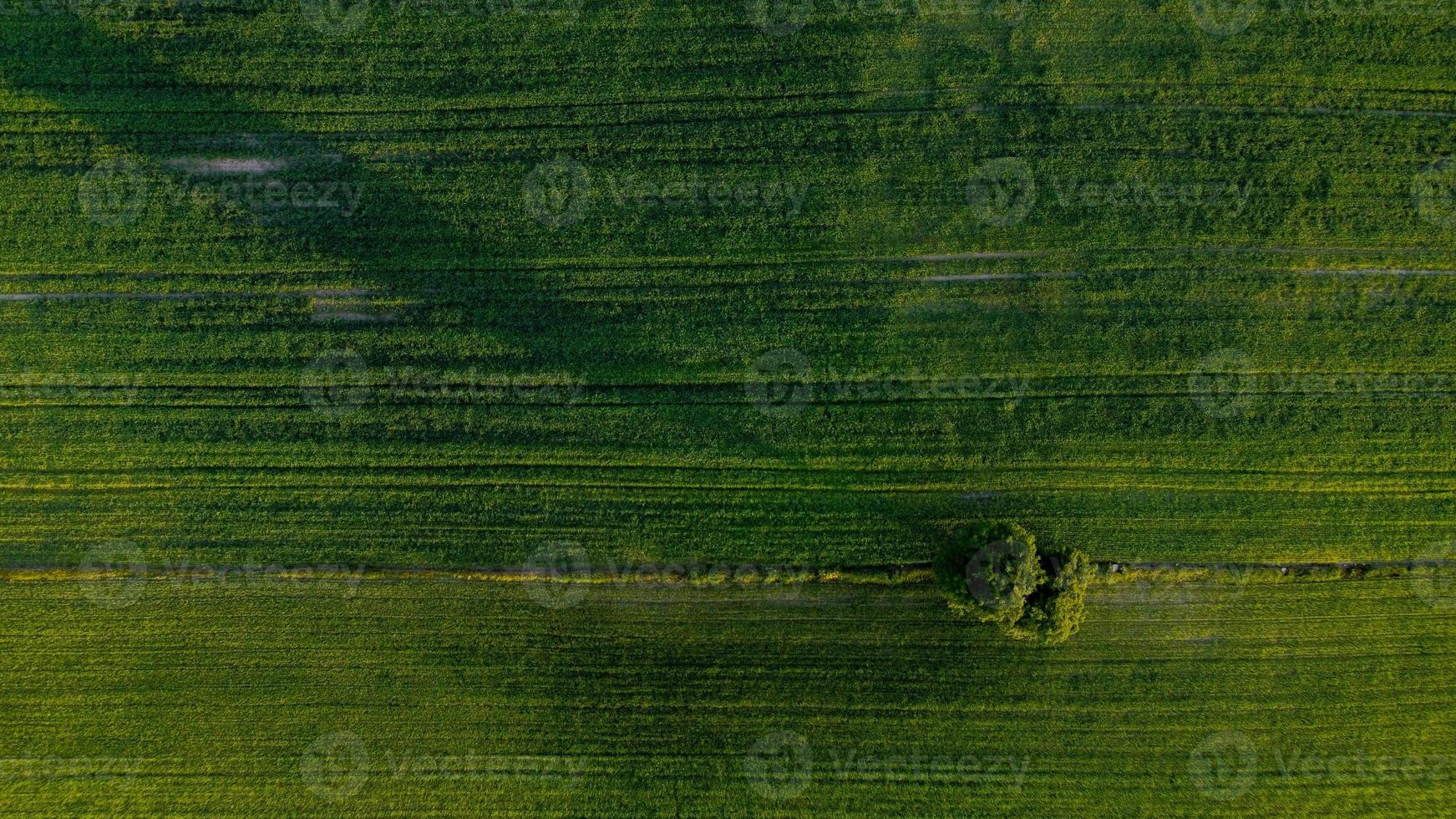 eenzame boom op de groene velden foto