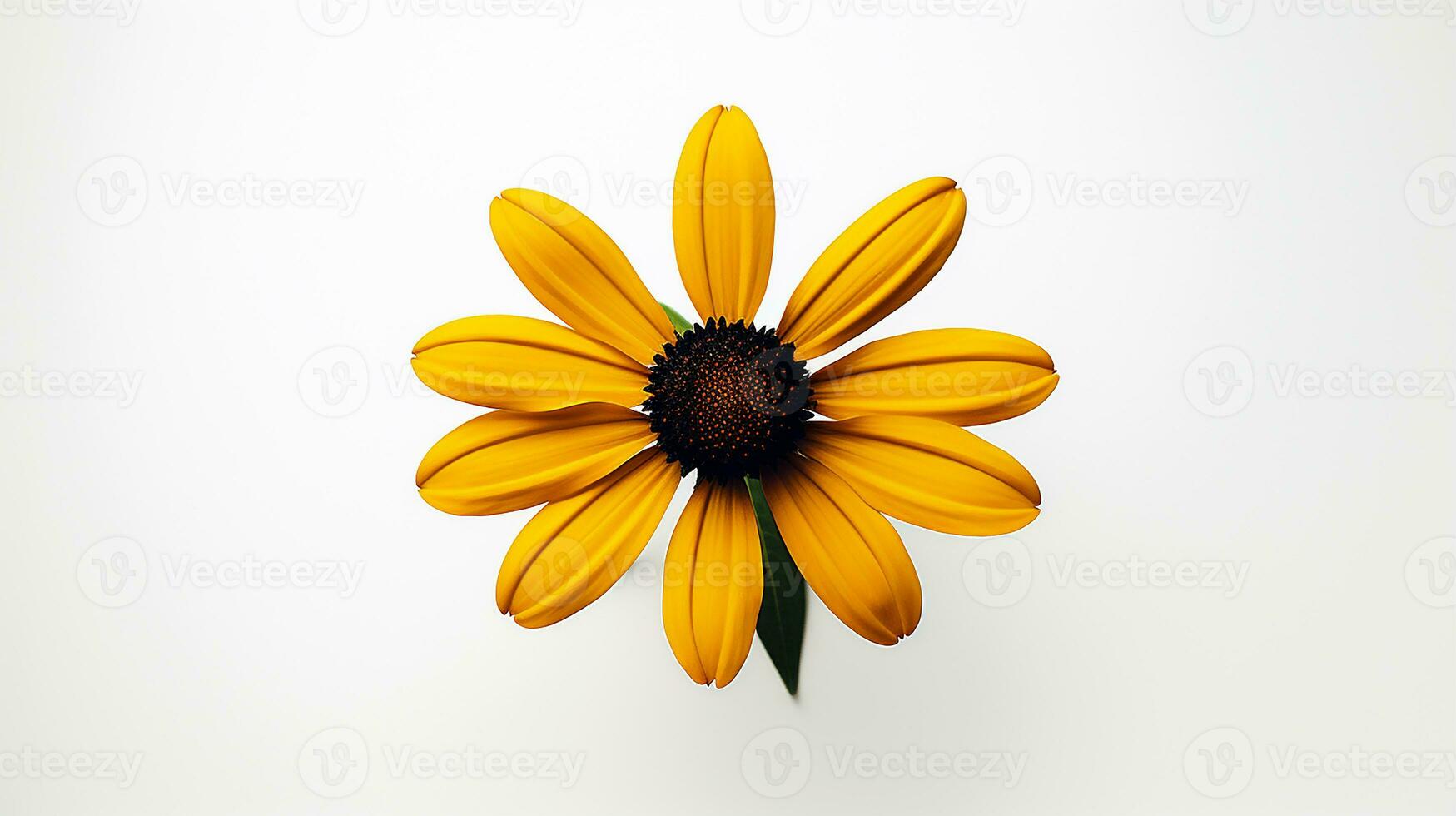 foto van mooi zwart geoogd Susan bloem geïsoleerd Aan wit achtergrond. generatief ai