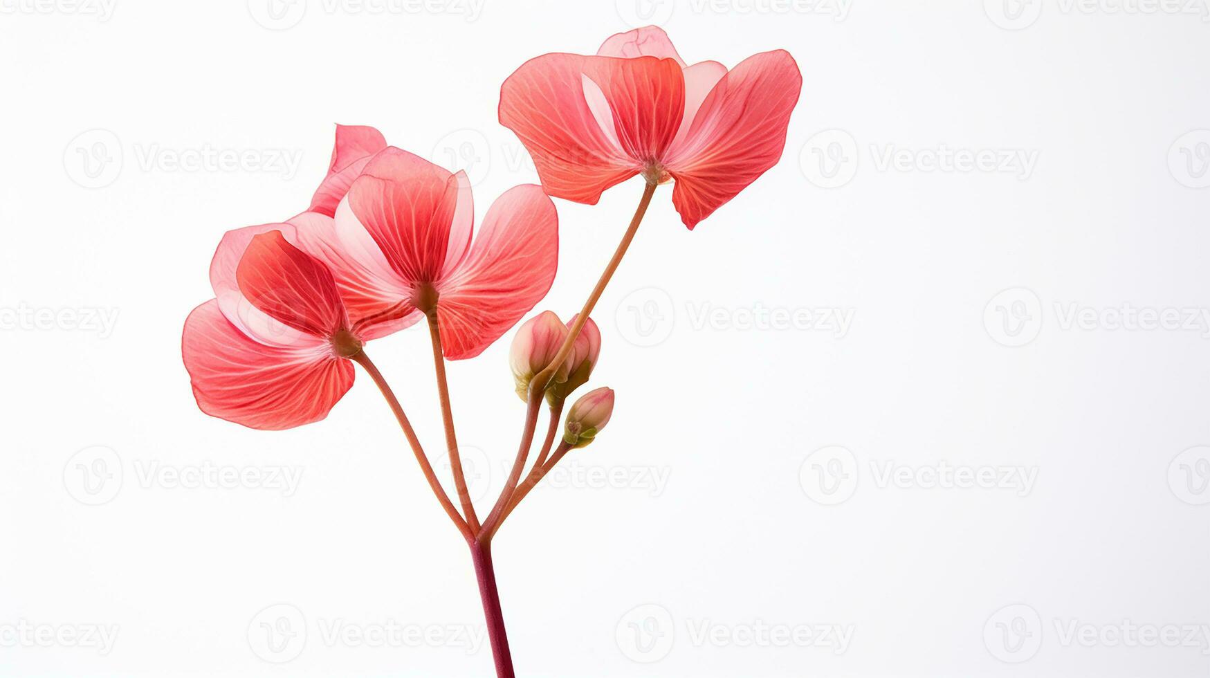 foto van mooi trommelstok bloem geïsoleerd Aan wit achtergrond. generatief ai