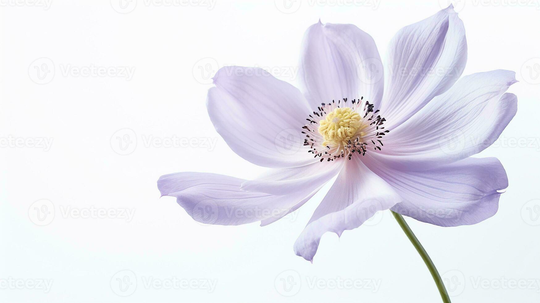 foto van mooi windbloem geïsoleerd Aan wit achtergrond. generatief ai