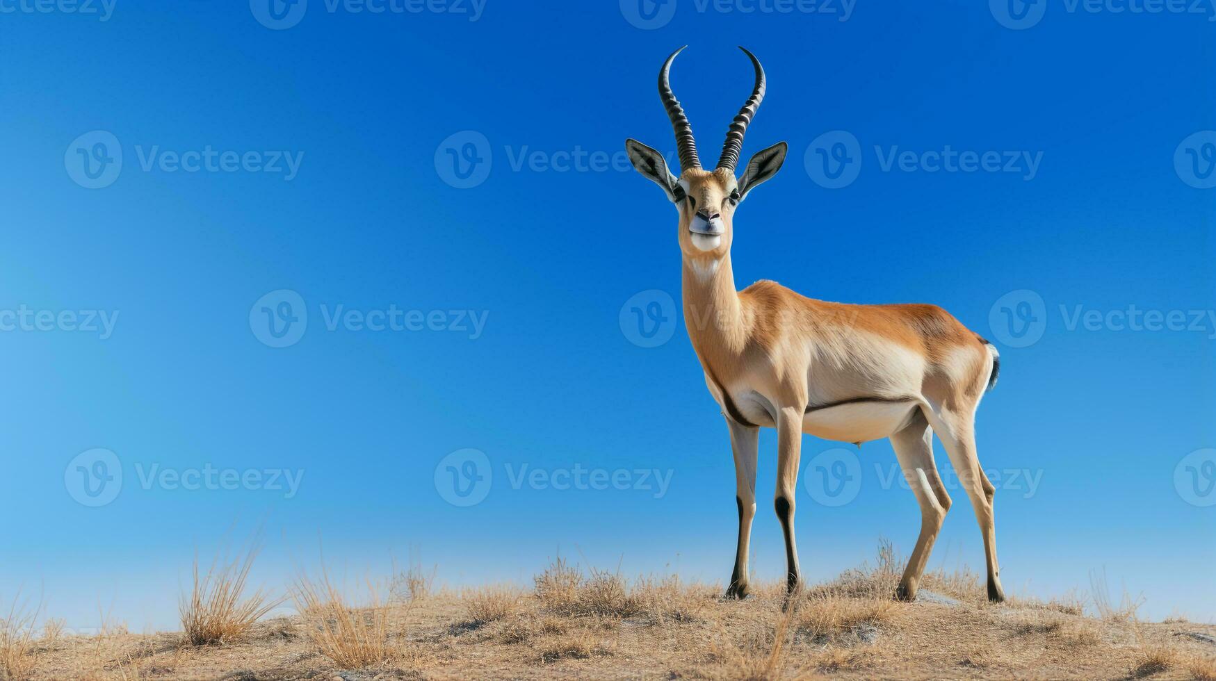 foto van een gazelle onder blauw lucht. generatief ai