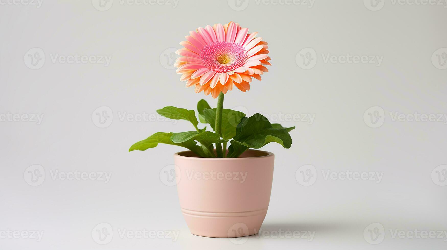 foto van gerbera bloem in pot geïsoleerd Aan wit achtergrond. generatief ai