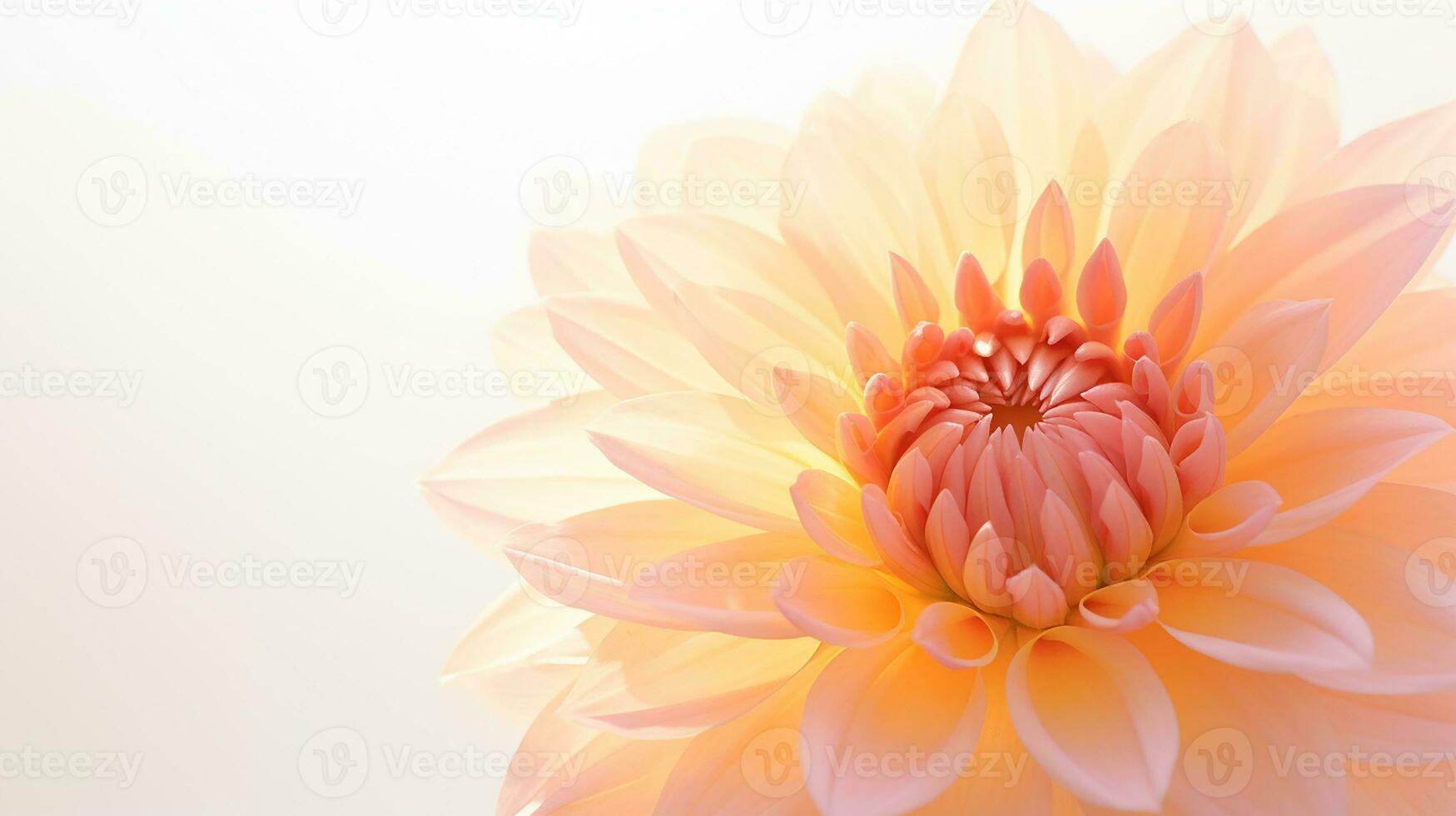 foto van mooi zon roos bloem geïsoleerd Aan wit achtergrond. generatief ai