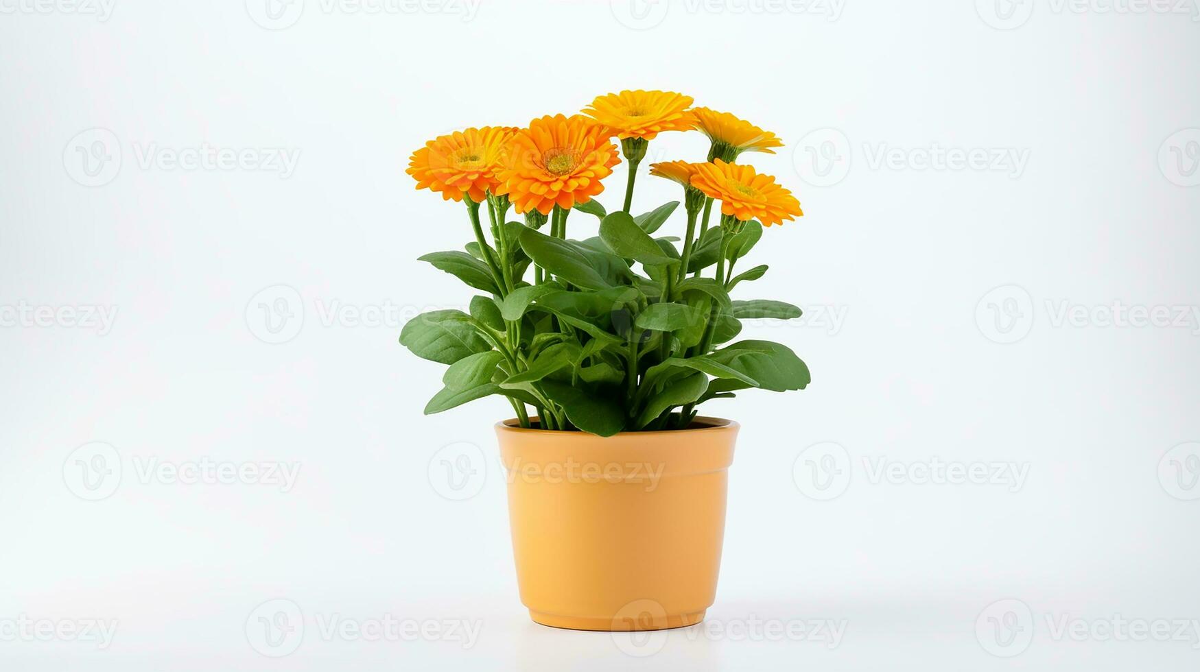 foto van calendula bloem in pot geïsoleerd Aan wit achtergrond. generatief ai