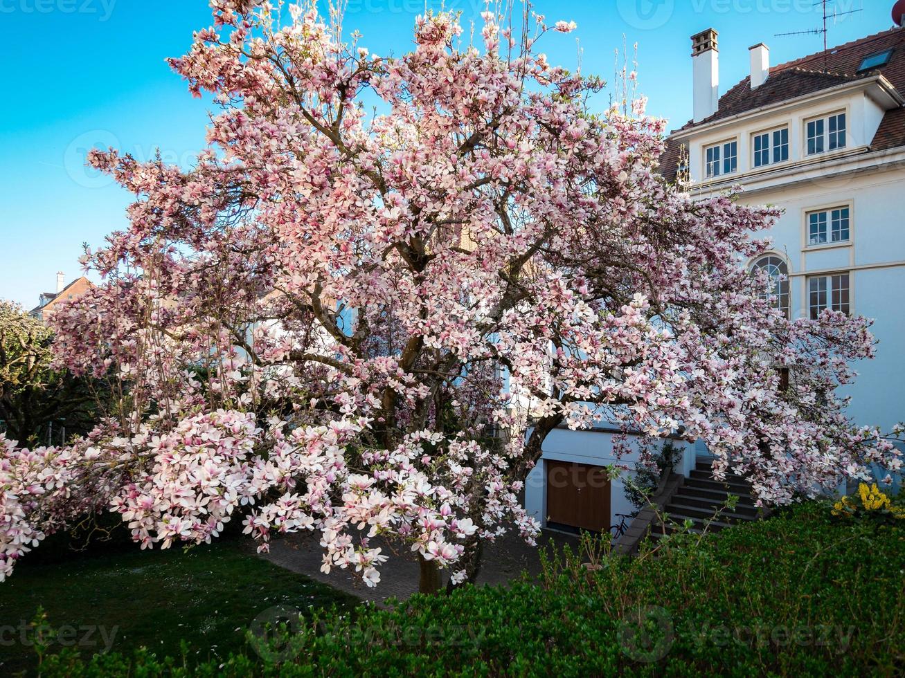 bloeiende magnolia's in de oude wijken van Straatsburg, warme zonnige lente. foto