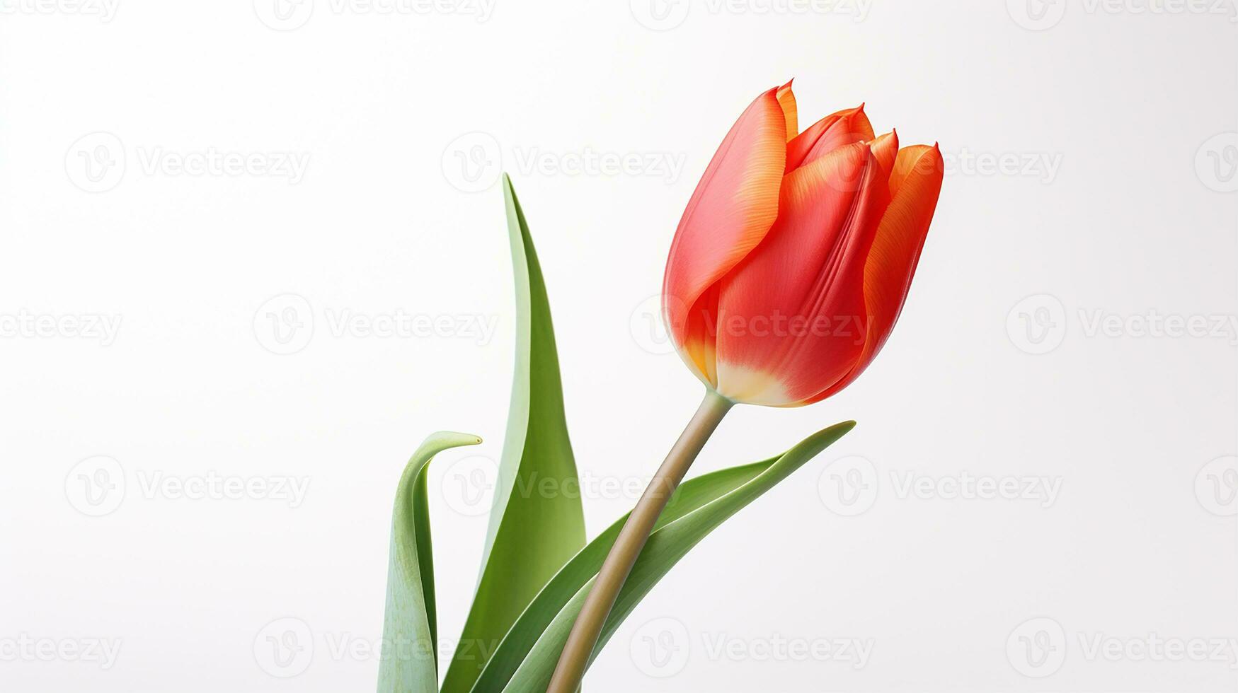 foto van mooi tulp bloem geïsoleerd Aan wit achtergrond. generatief ai