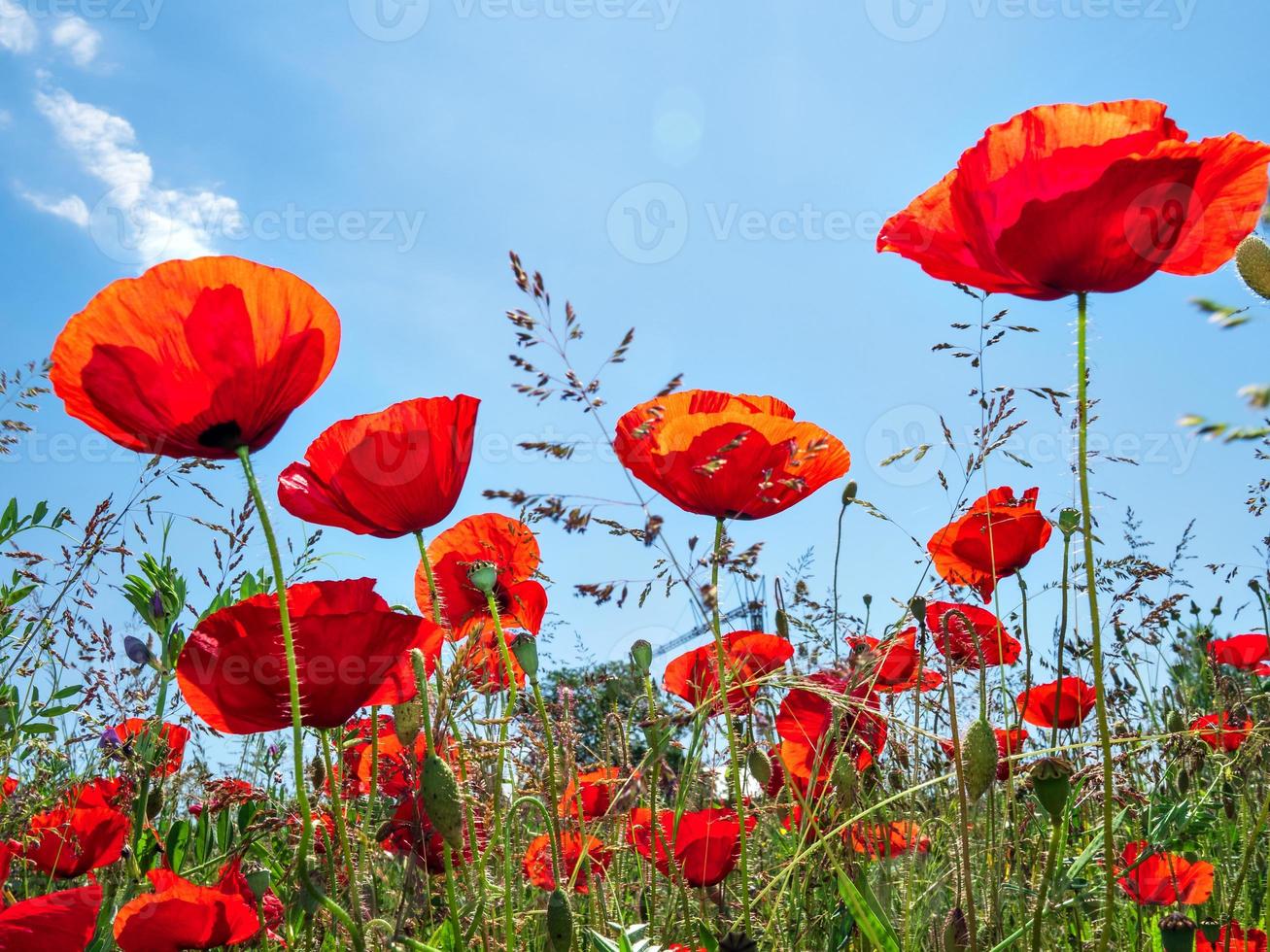 bloeiende rode papavers op blauwe hemelachtergrond foto