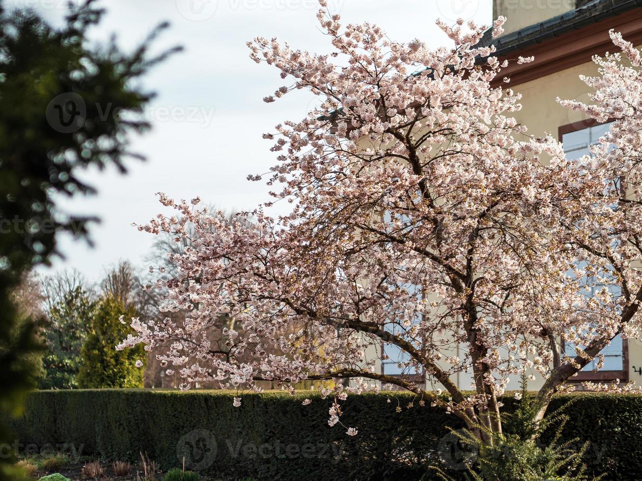 lente in straatsburg, frankrijk foto