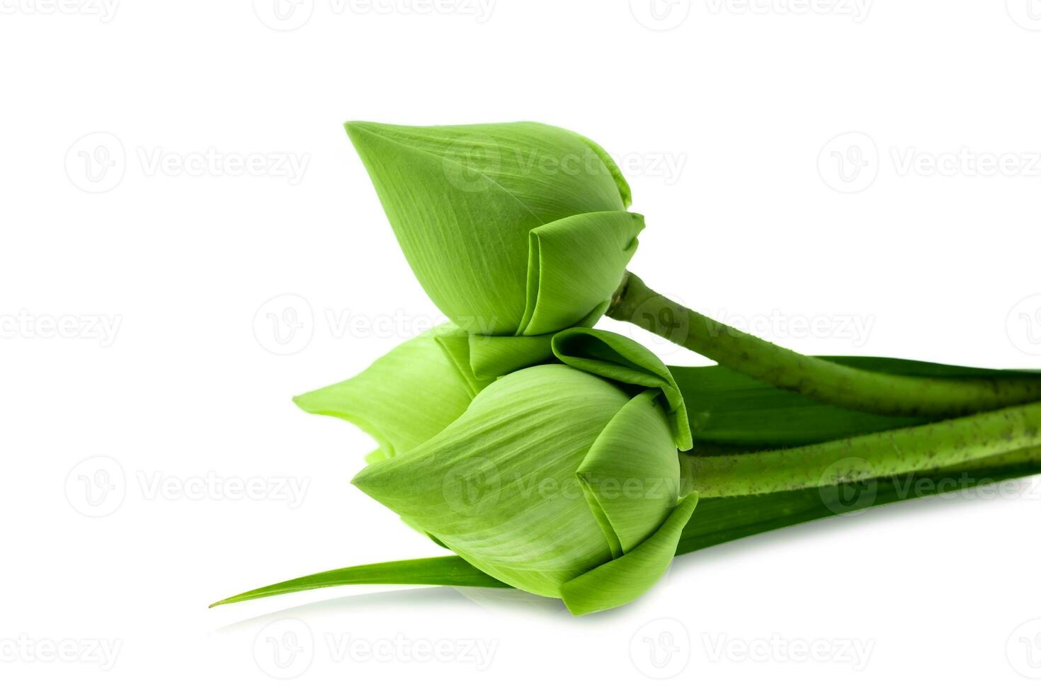 verse groene lotusbloem op witte achtergrond foto