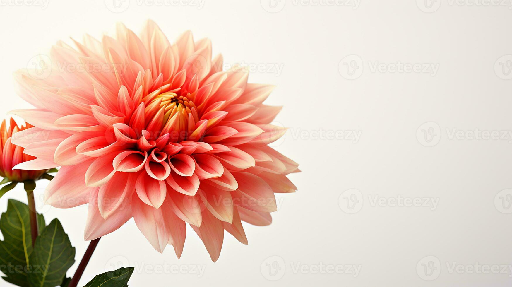 foto van mooi voorraad bloem geïsoleerd Aan wit achtergrond. generatief ai
