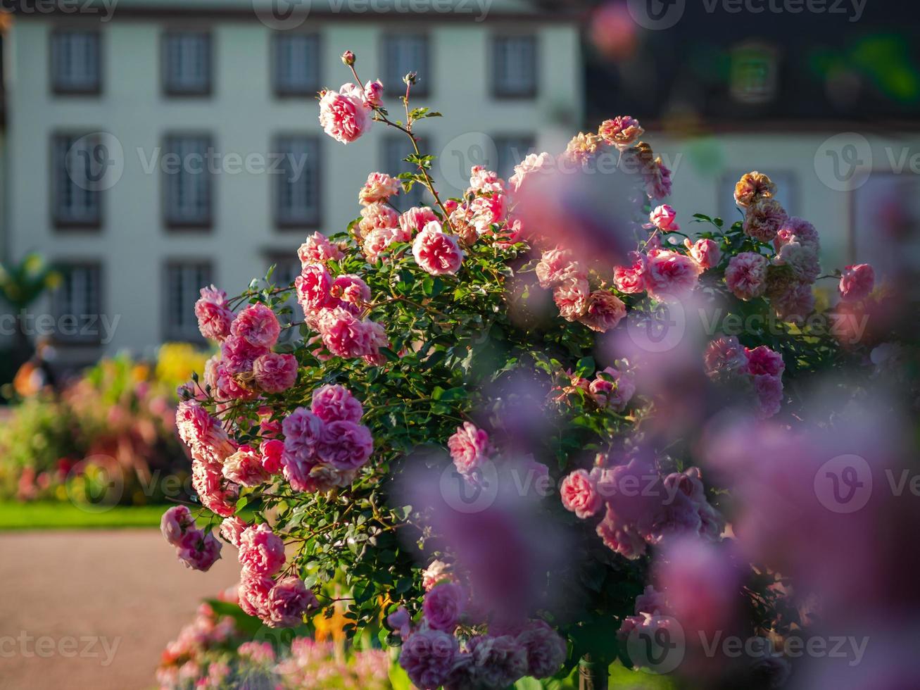 bloemen in de stad straatsburg, frankrijk foto