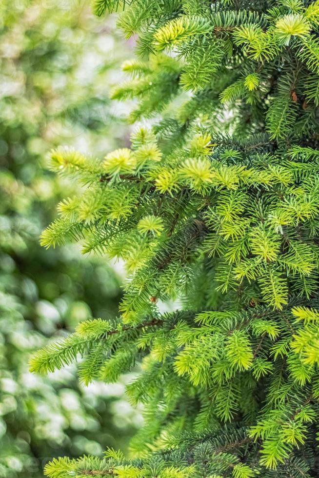 natuurlijke achtergrond van jonge groene sparren takken foto