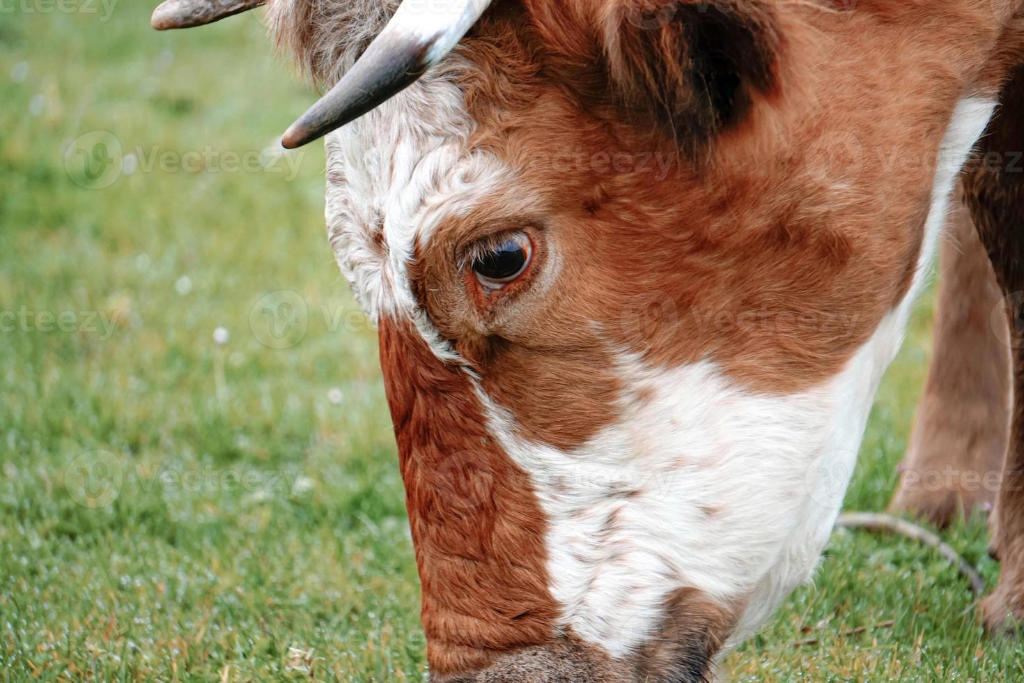 mooie bruine koe portret in de wei foto