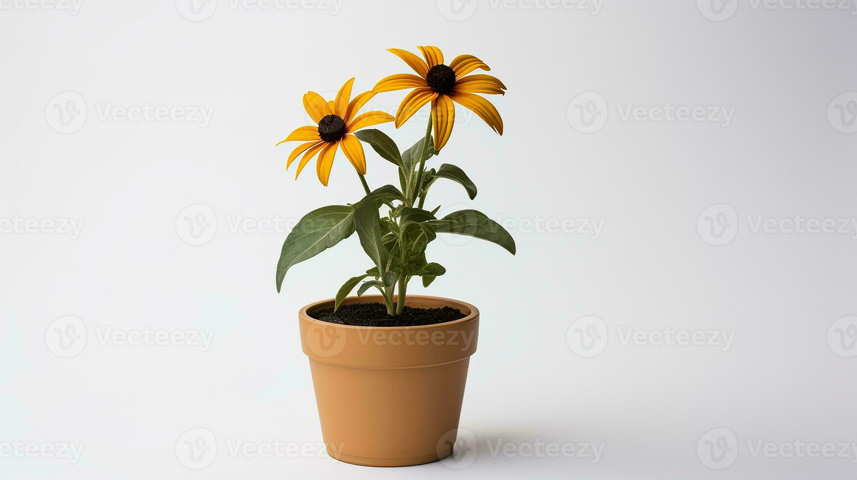 foto van zwart geoogd Susan bloem in pot geïsoleerd Aan wit achtergrond. generatief ai
