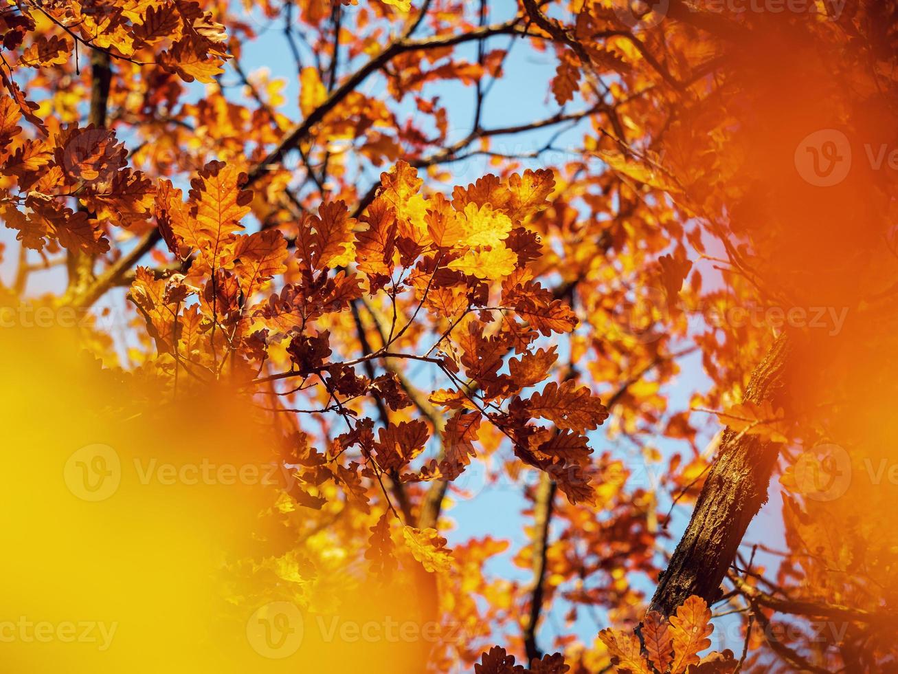 zonnig weer in het bos foto