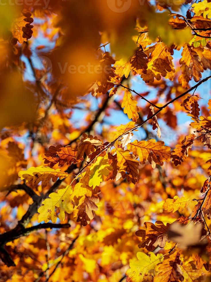 zonnig weer in het bos foto