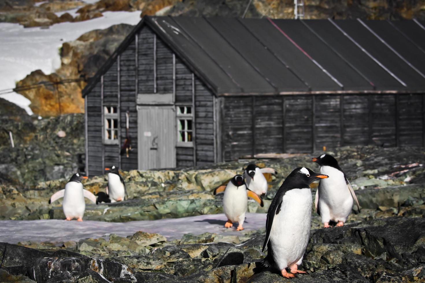 pinguïns op Antarctica foto