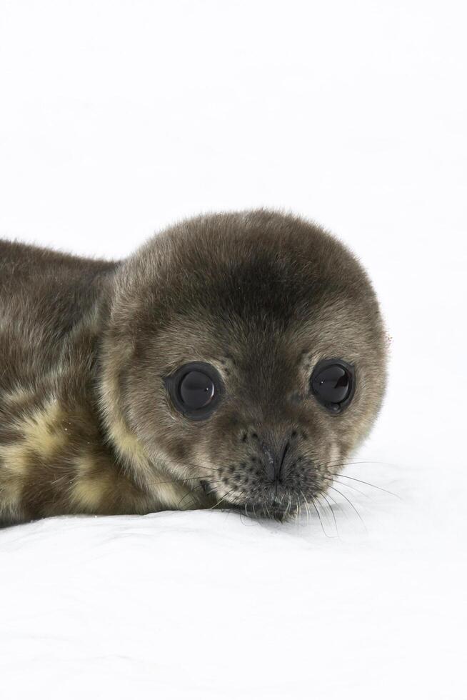 zeehond op het strand foto