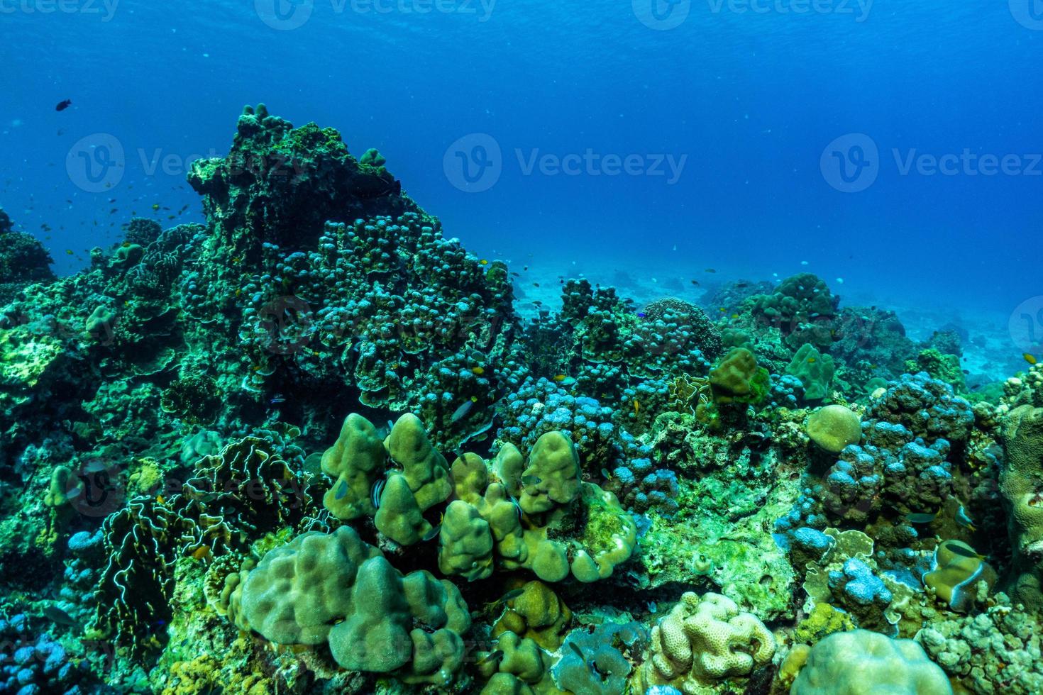 onderwaterscène met koraalrif, raya-eiland, phuket, thailand. foto