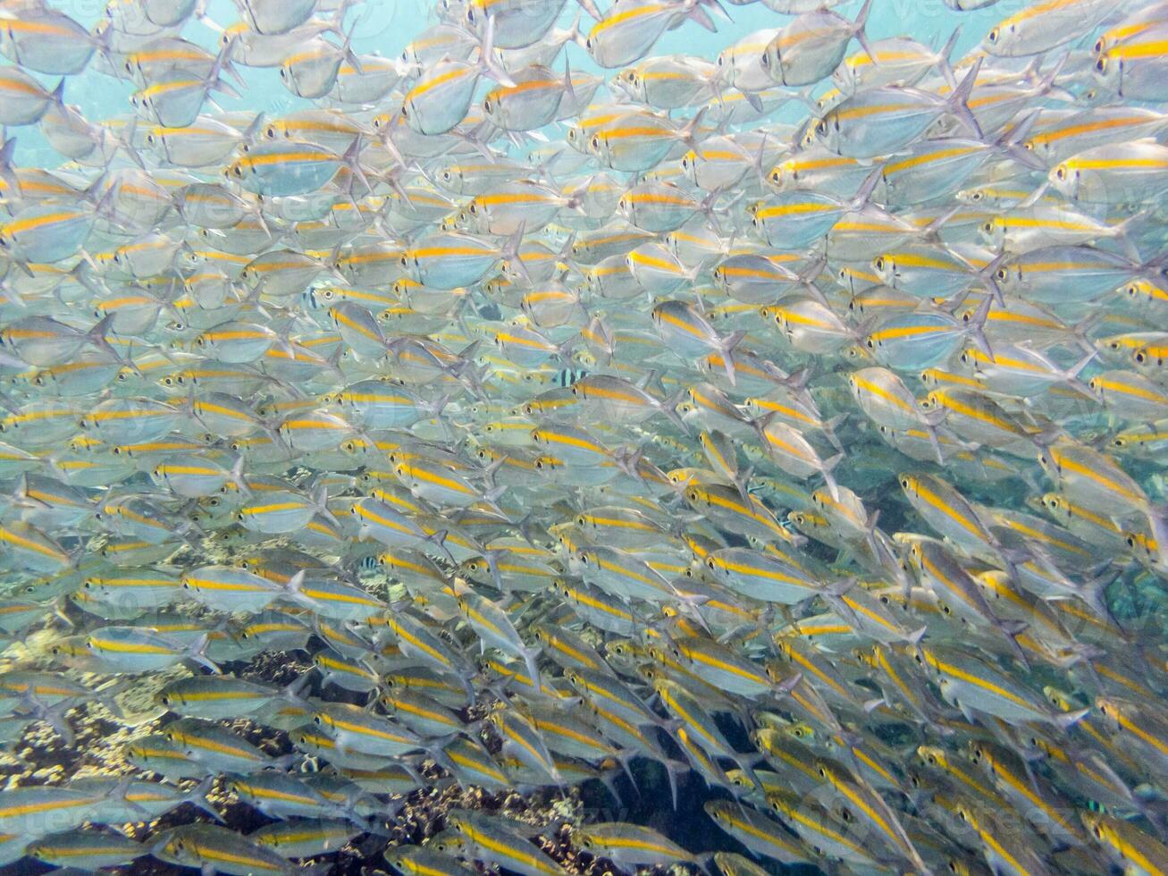 onderwater- foto's van zee vis kudde foto