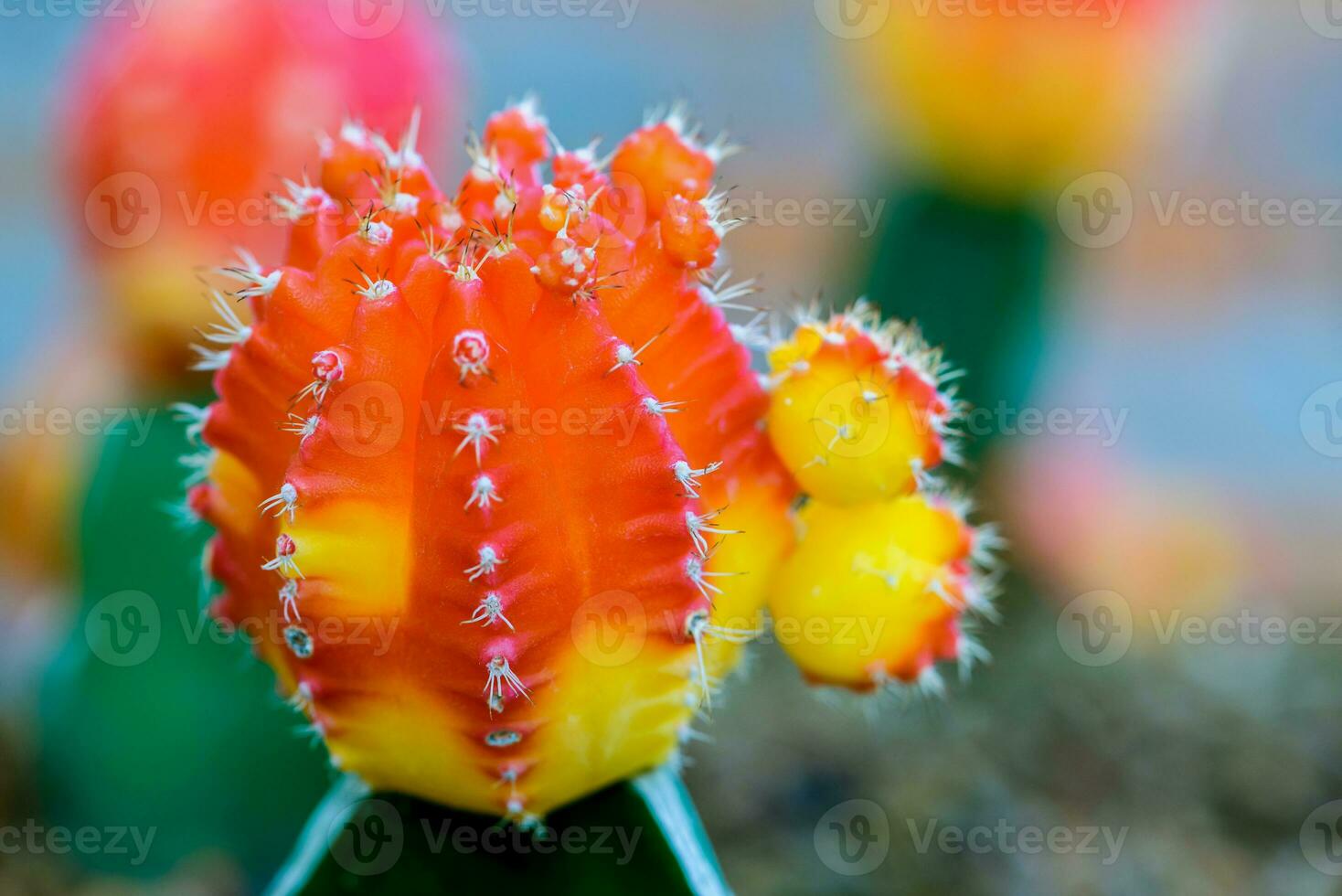 dichtbij omhoog mooi bloem van maan cactus foto