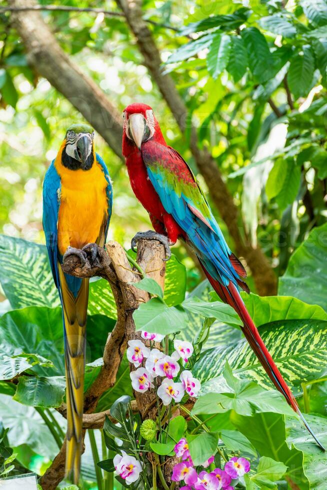 kleurrijk vogelstand paar- van ara foto