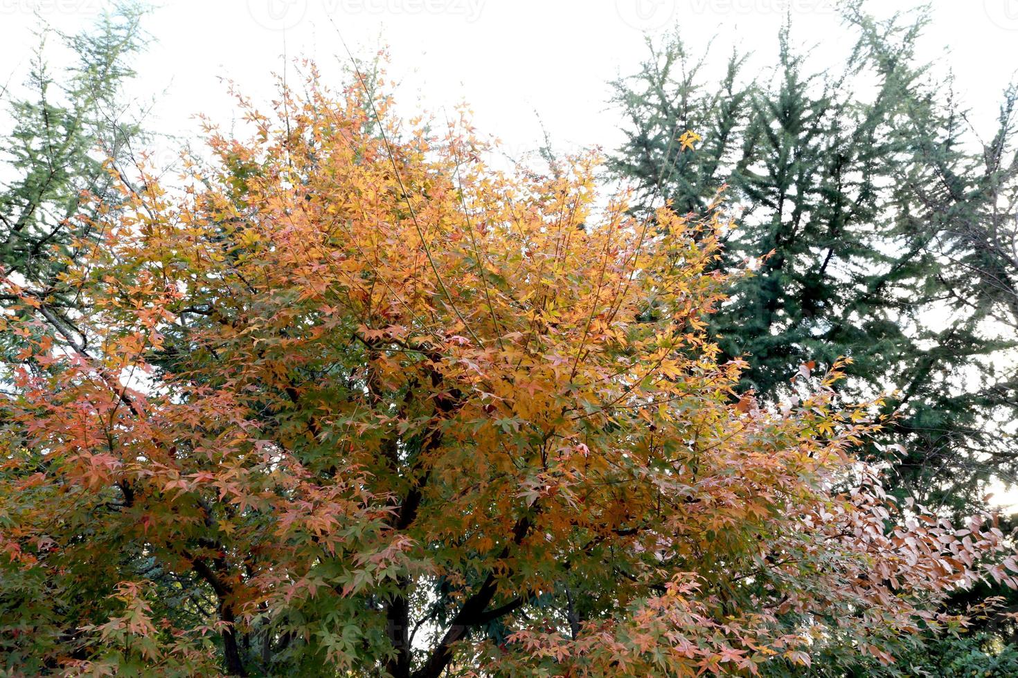 natuur in de herfst foto