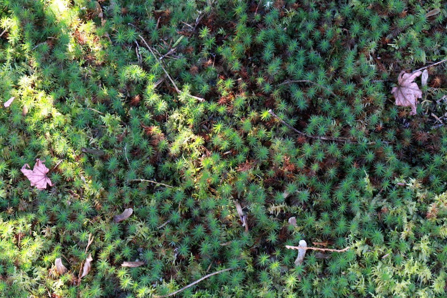 natuur in de herfst foto