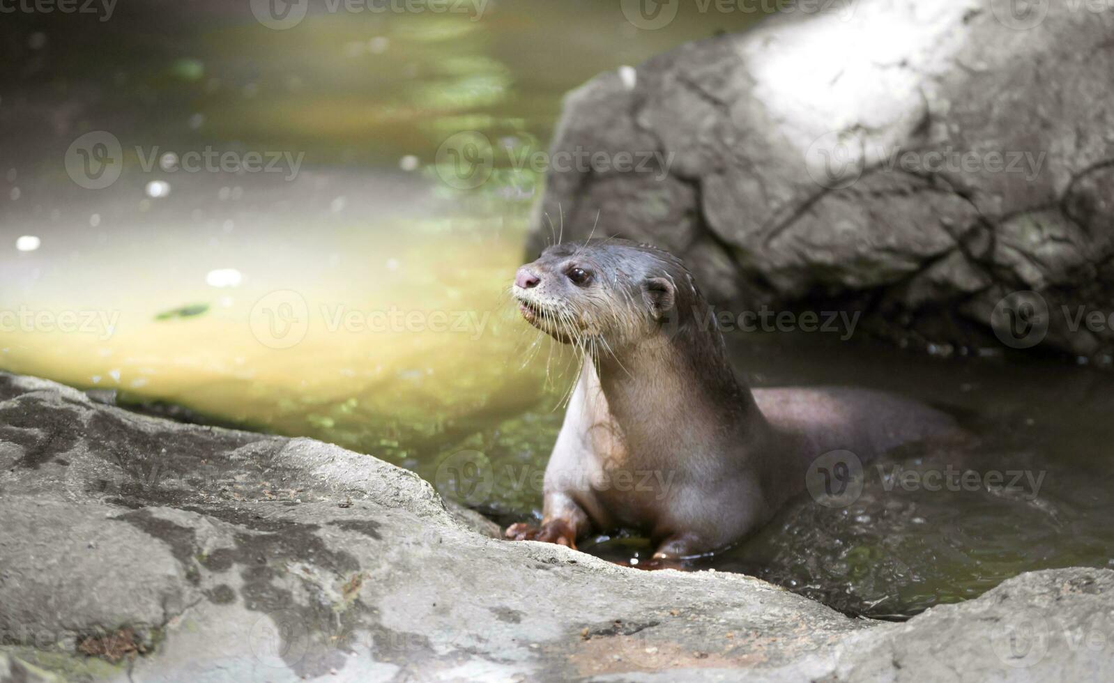 glad gecoat Otter foto