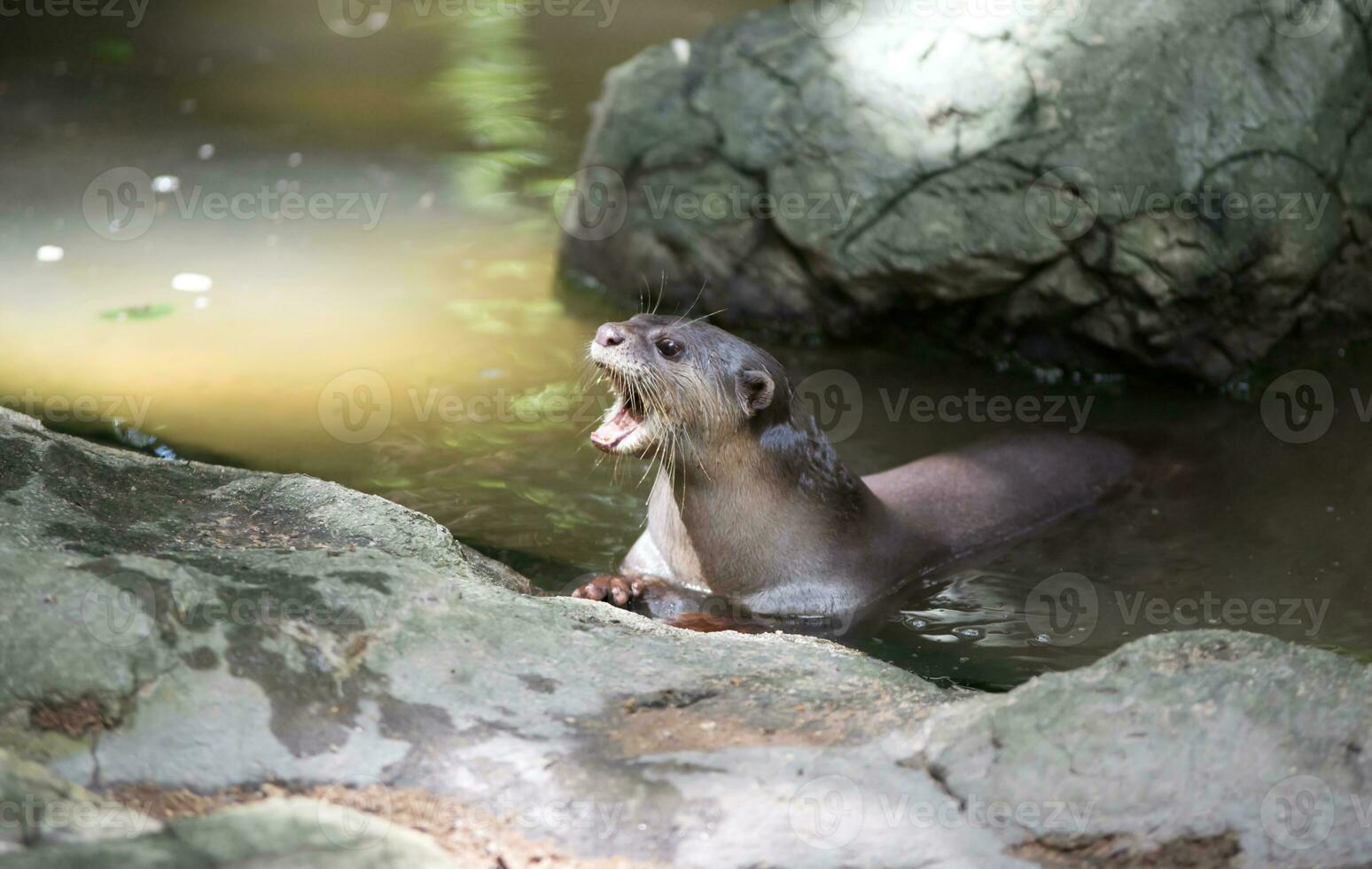 glad gecoat Otter foto