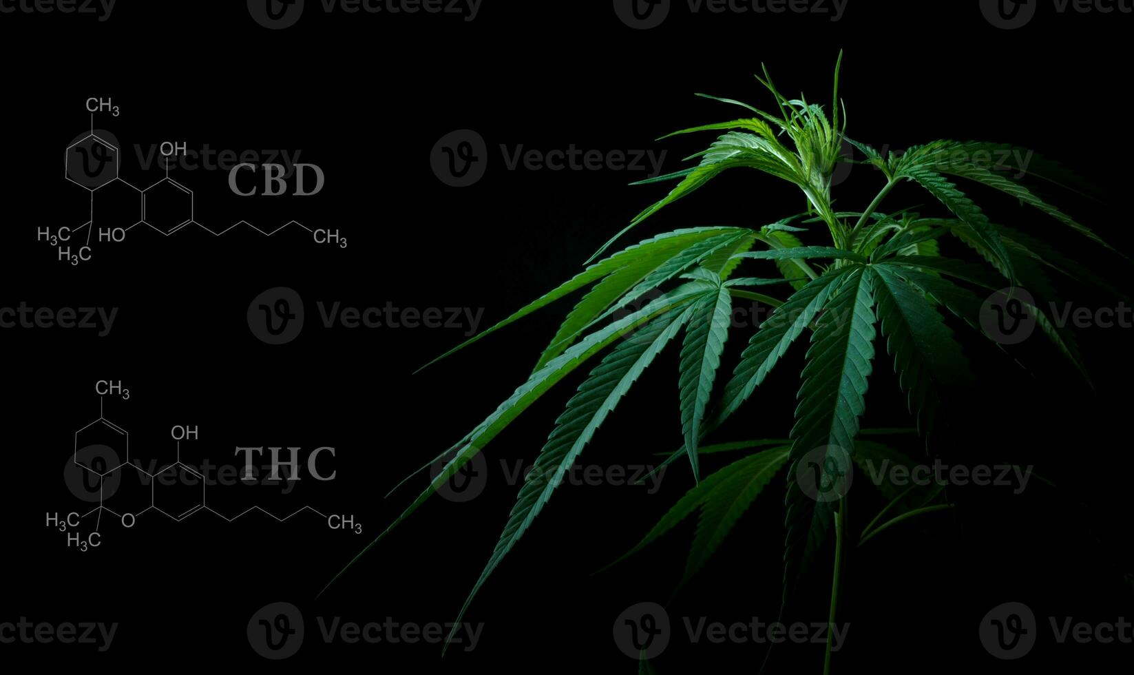 marihuana bladeren met cbd thc chemisch structuur foto
