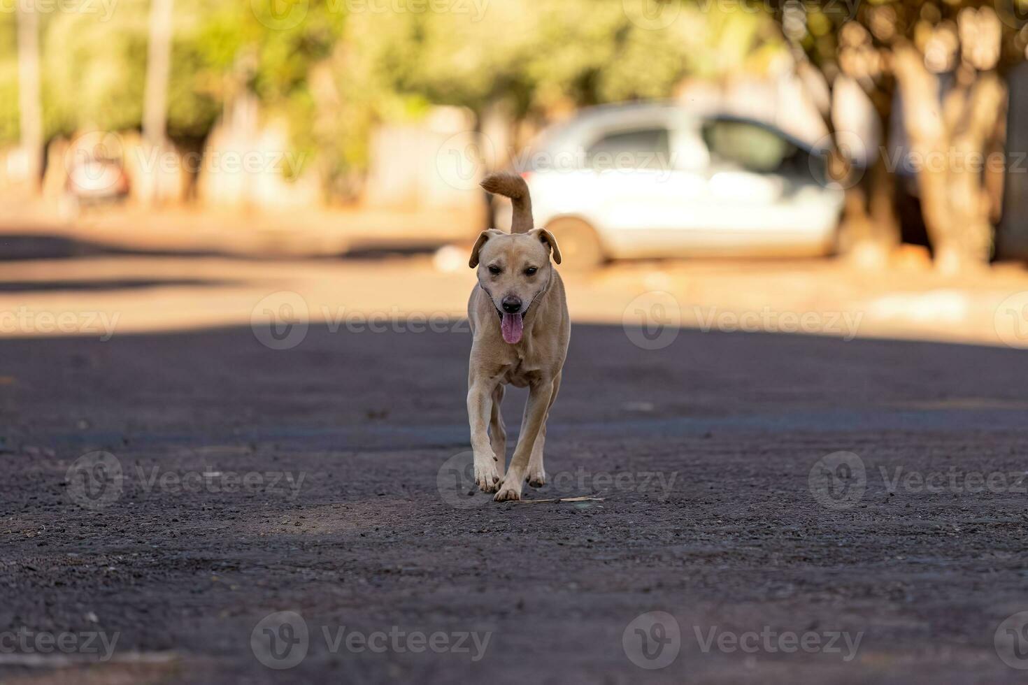 dier zoogdier hond in de straat foto