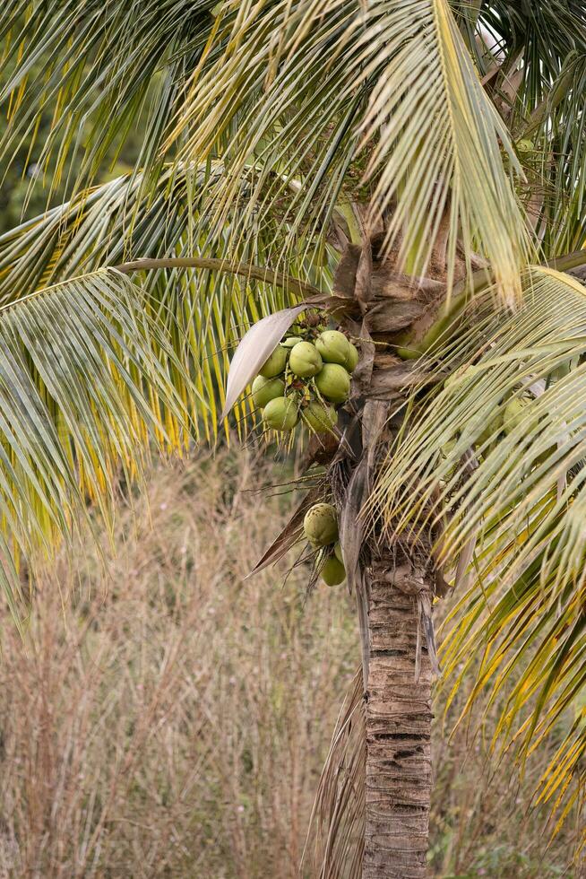 kokos palmboom foto