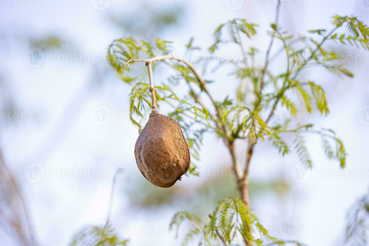 blauw jacaranda boom fruit foto