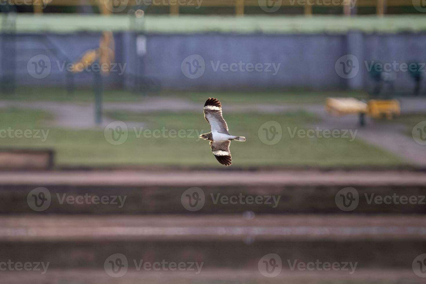 dier nacunda nachthavik in vlieg foto