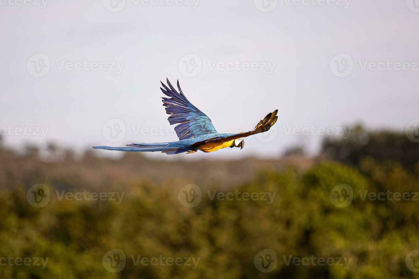 volwassen blauwgele ara foto