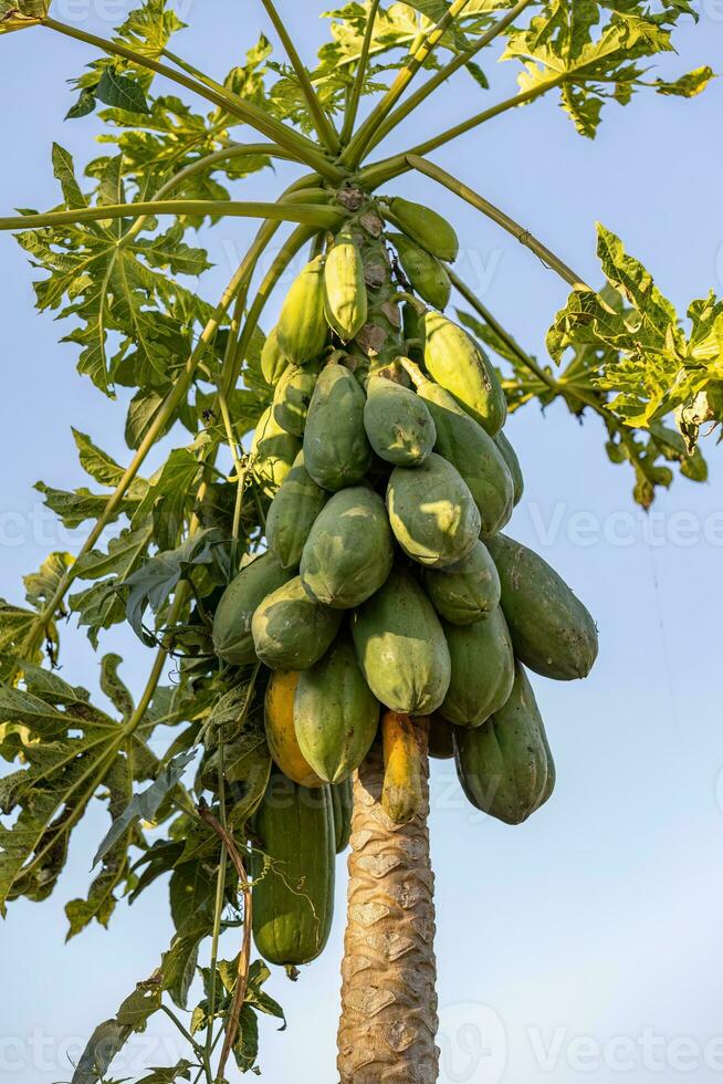 papajaboom met fruit foto